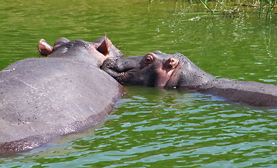 Image showing two hippos in Uganda