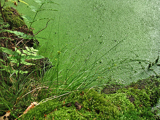 Image showing dickweed overgrown tarn detail