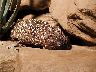 Image showing Lizard on stony ground