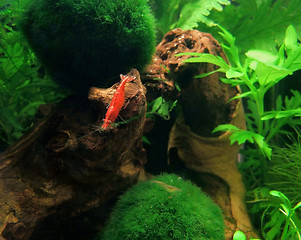 Image showing Crystal Red fresh water shrimp