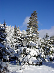 Image showing Blue sky and snow