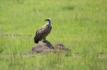 Image showing White-backed Vulture in grassy ambiance