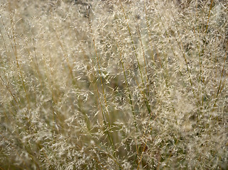 Image showing sere filigree grass closeup