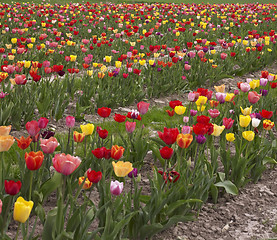 Image showing colorful field of tulips