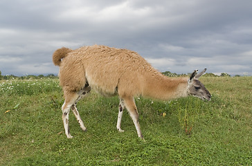 Image showing lama in stormy ambiance