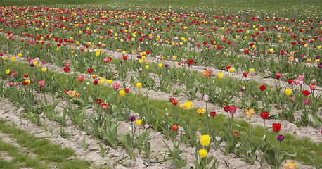 Image showing colorful field of tulips