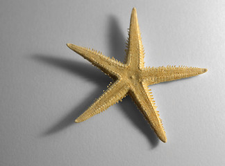 Image showing starfish