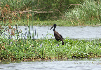 Image showing riverside scenery with African Openbill