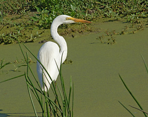 Image showing overgrown tarn and little Egret