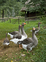 Image showing rural idyllic scenery showing some geese