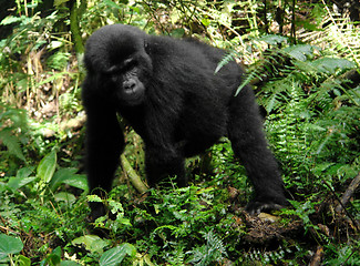 Image showing Gorilla in the cloud forest