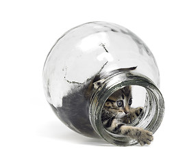 Image showing kitten playing in glass bottle