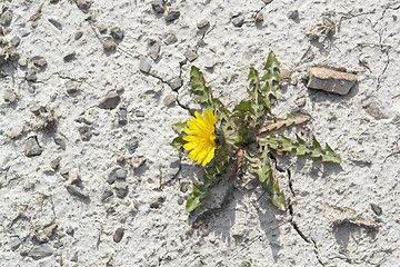 Image showing dandelion plant in arid ambiance