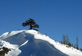 Image showing Lonely tree and the snow