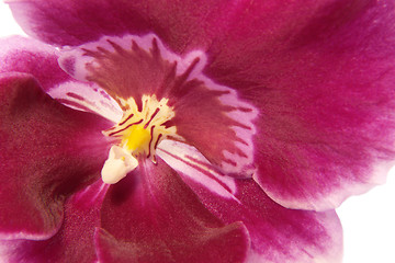 Image showing violet orchid