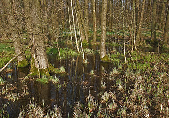 Image showing bog at evening time