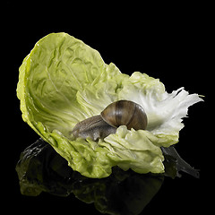 Image showing Grapevine snail on green lettuce leaf