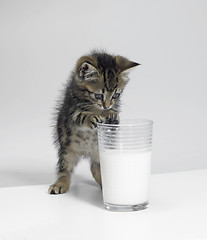 Image showing small kitten and a glass of milk