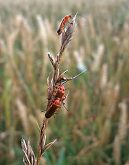 Image showing some soldier beetles on a stalk