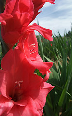 Image showing red gladiolus flower