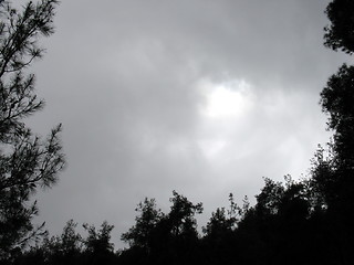 Image showing Trees and skies. Cyprus