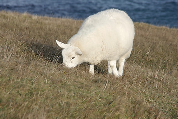 Image showing grazing sheep at the coast