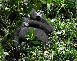 Image showing Mountain Gorilla in Uganda