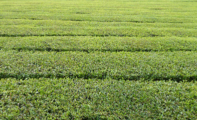 Image showing tea plantation detail