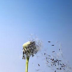 Image showing blown dandelion flower