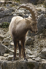 Image showing Alpine Ibex on rock formation