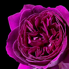 Image showing violet filled rose flower detail