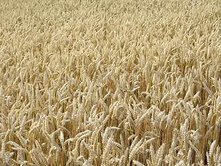 Image showing ripe wheat field in sunny ambiance