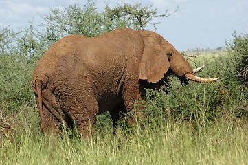 Image showing earth colored Elephant