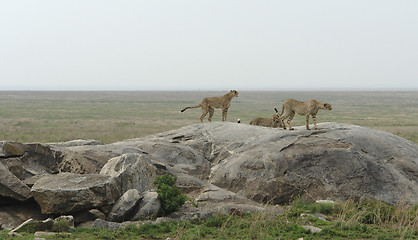 Image showing some Cheetahs in the savannah