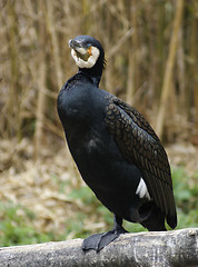 Image showing Great Cormorant