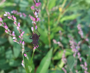 Image showing brown bug in herbal vegetation