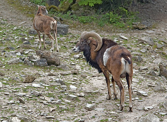 Image showing mouflons on stony ground