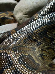Image showing scaled glossy Python detail