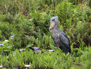 Image showing Shoebill in Uganda