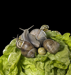Image showing lettuce and snails closeup