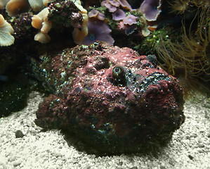 Image showing red Stonefish on the ground