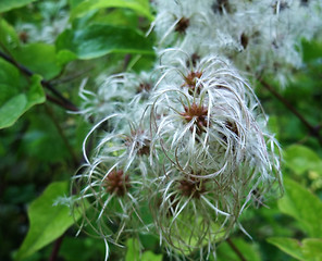 Image showing fluffy seed