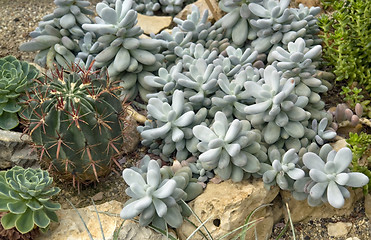 Image showing cactus and succulent plants