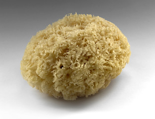Image showing yellow natural sponge