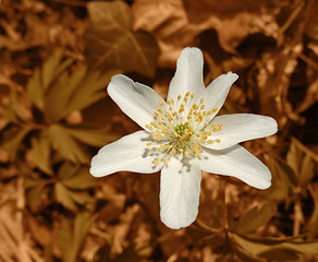 Image showing white windflower in brown back