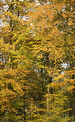 Image showing autumn foliage