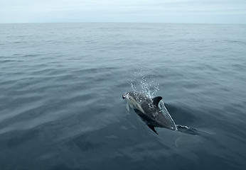 Image showing swimming dolphin