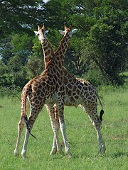 Image showing fighting Giraffes in Africa