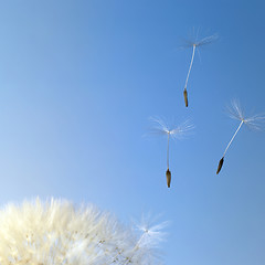 Image showing flying dandelion seeds in blue back