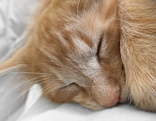 Image showing sleeping cat portrait